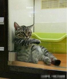 喵星娱乐吃瓜群众是谁啊,吃瓜群众背后的神秘力量